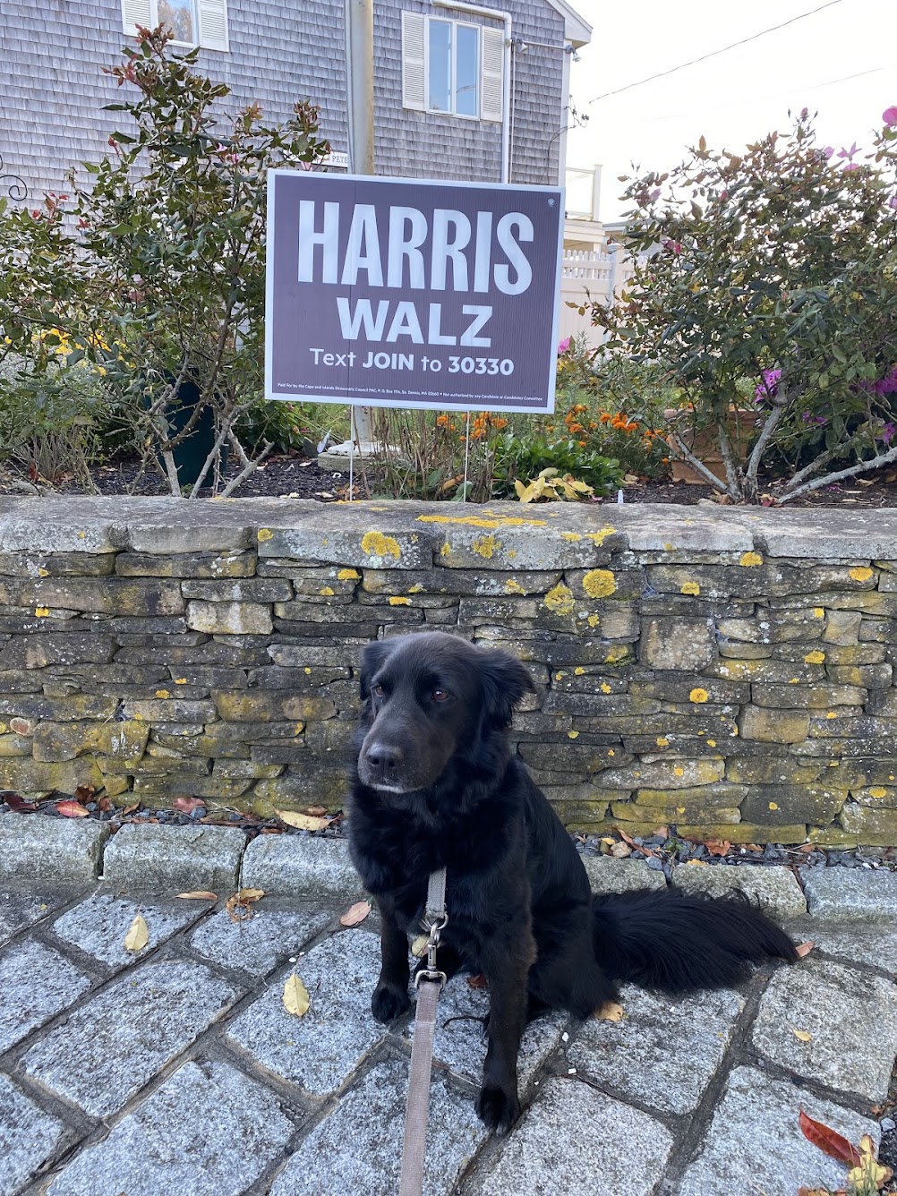 dogs_for_harris.jpg